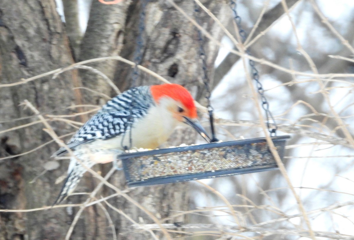 Гіла каролінська - ML649418416