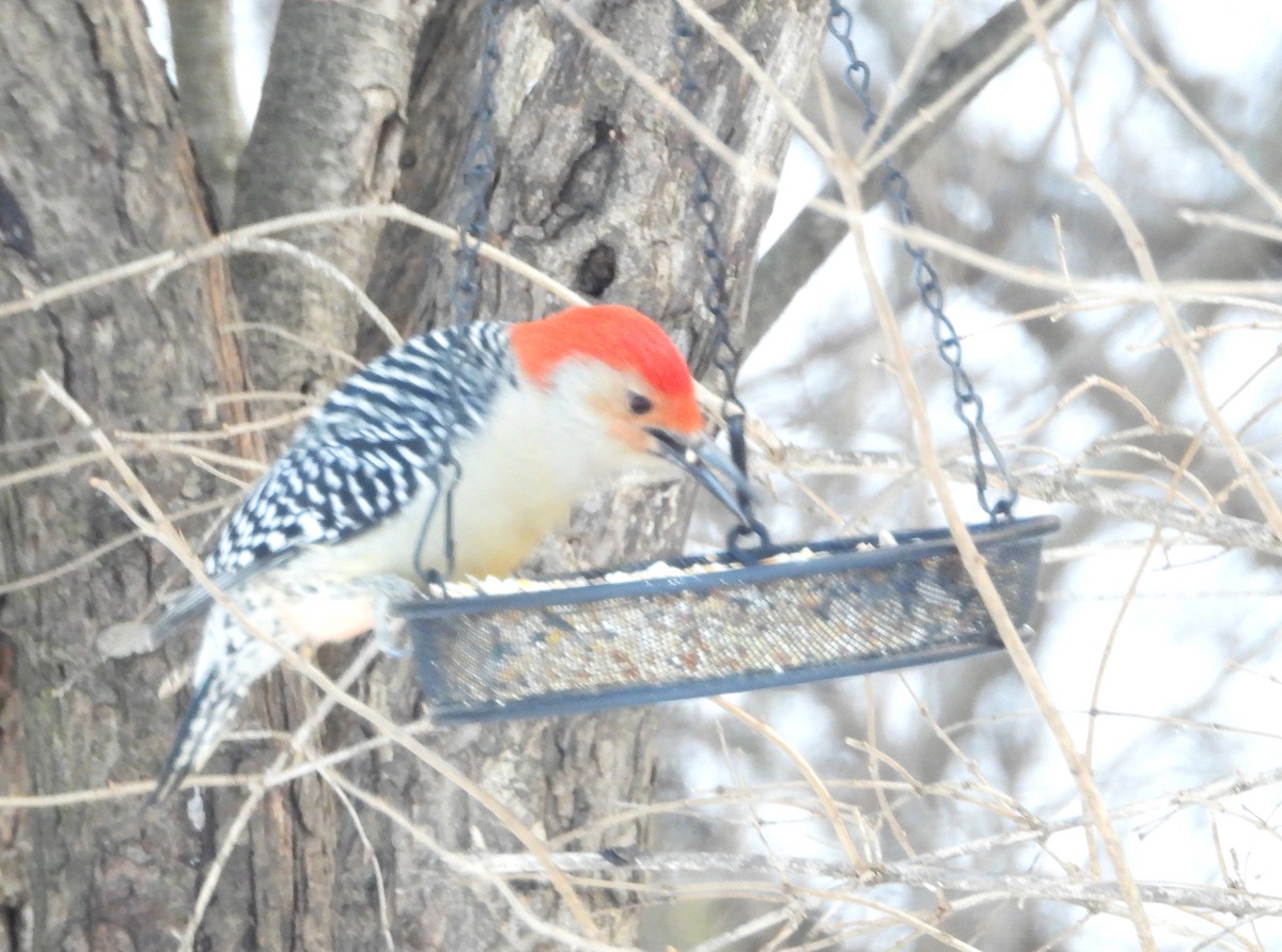 Red-bellied Woodpecker - George Koppel