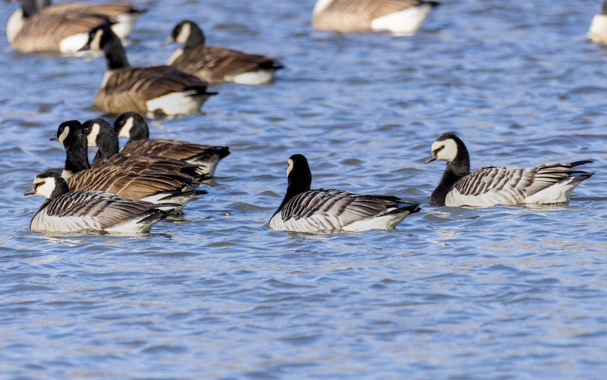 Barnacle Goose - ML649418439
