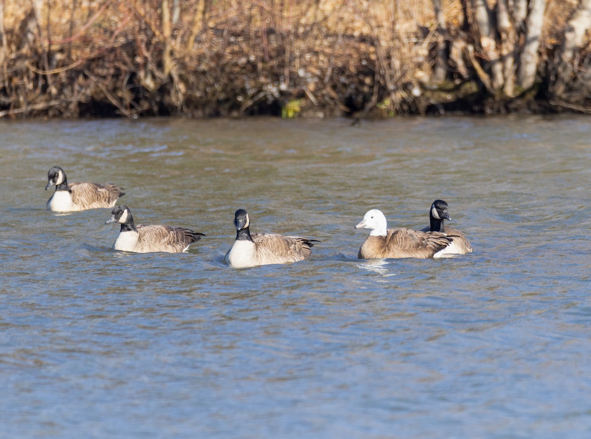Snow x Canada Goose (hybrid) - ML649418462