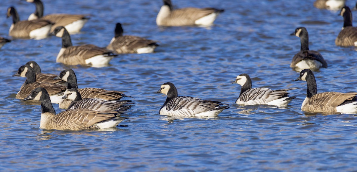 Barnacle Goose - ML649418480