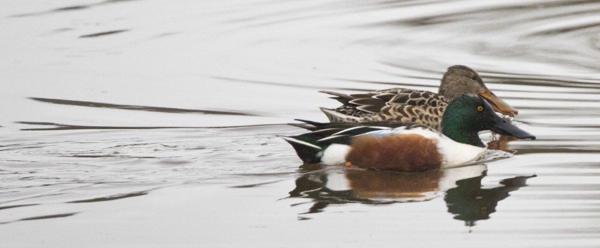 Широконоска - ML649418519