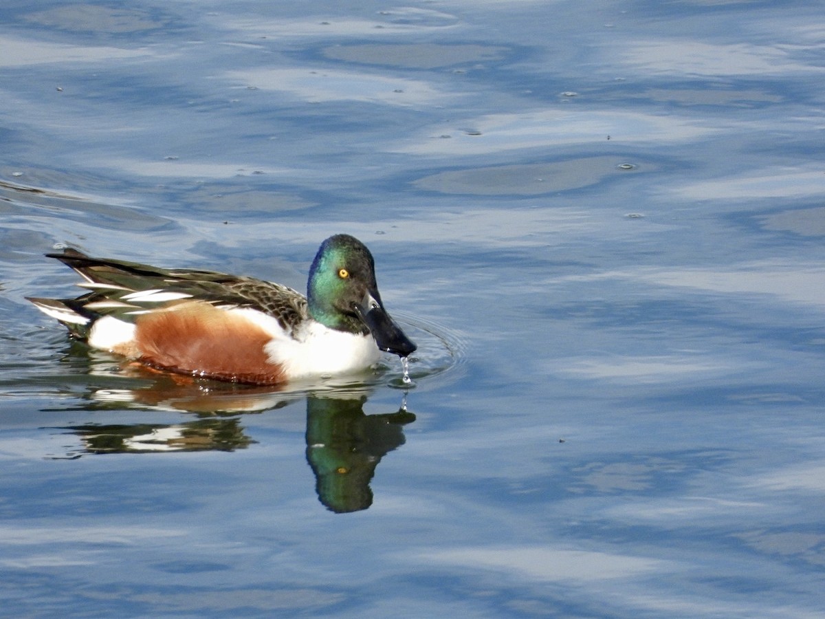 Широконоска - ML649418529