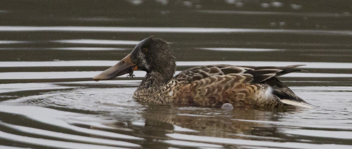 Широконоска - ML649418538