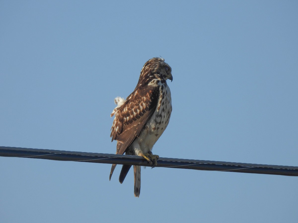 Broad-winged Hawk - Tom Lally