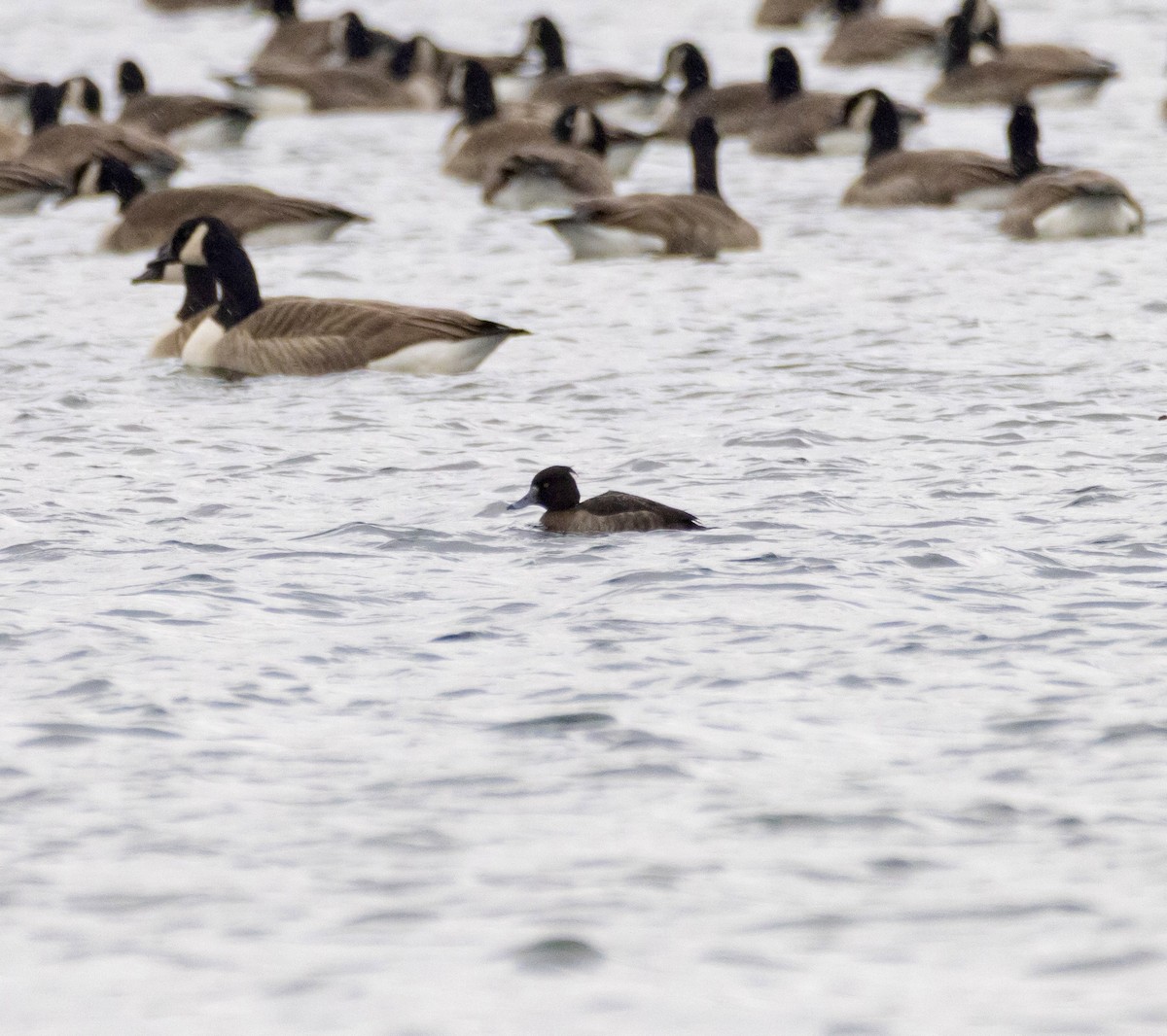Tufted Duck - ML649418556