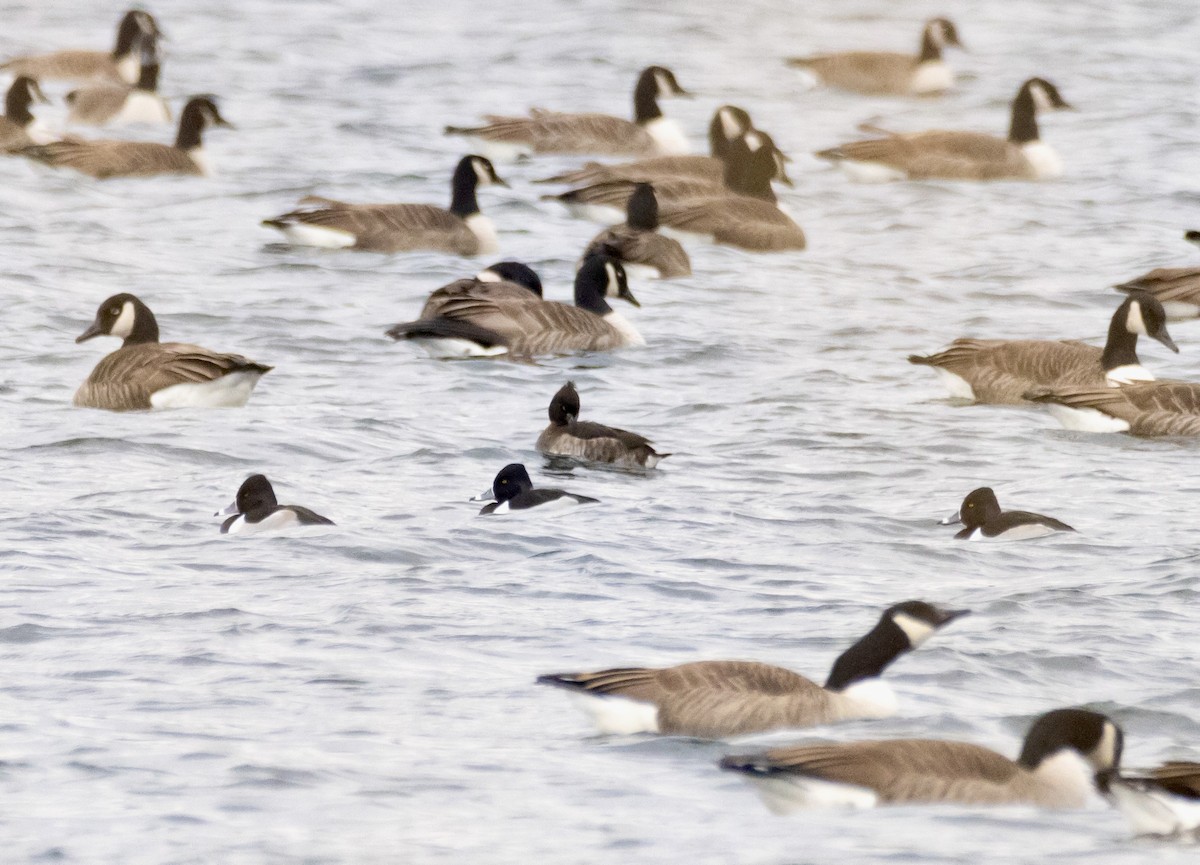 Tufted Duck - ML649418557
