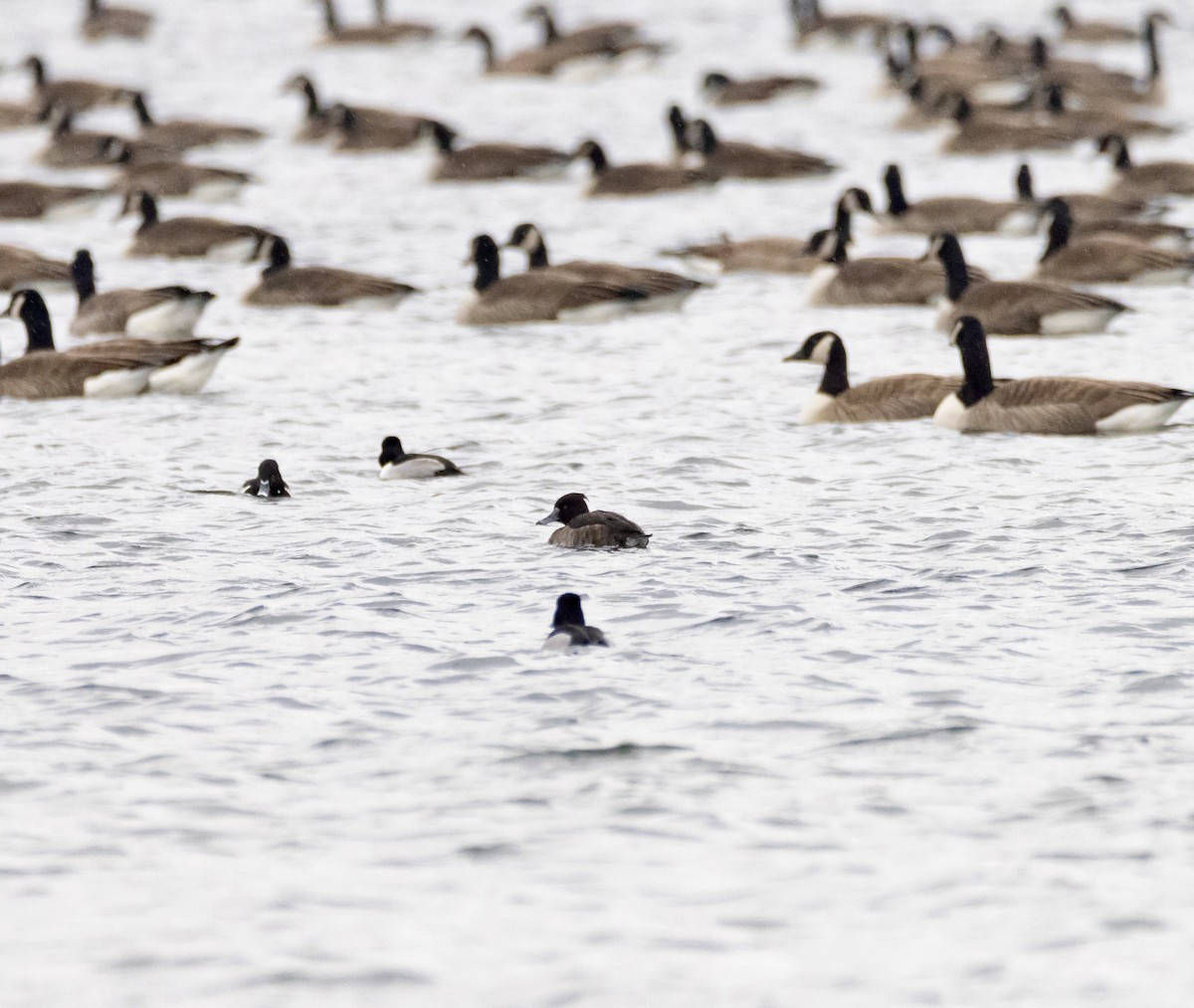 Tufted Duck - ML649418558