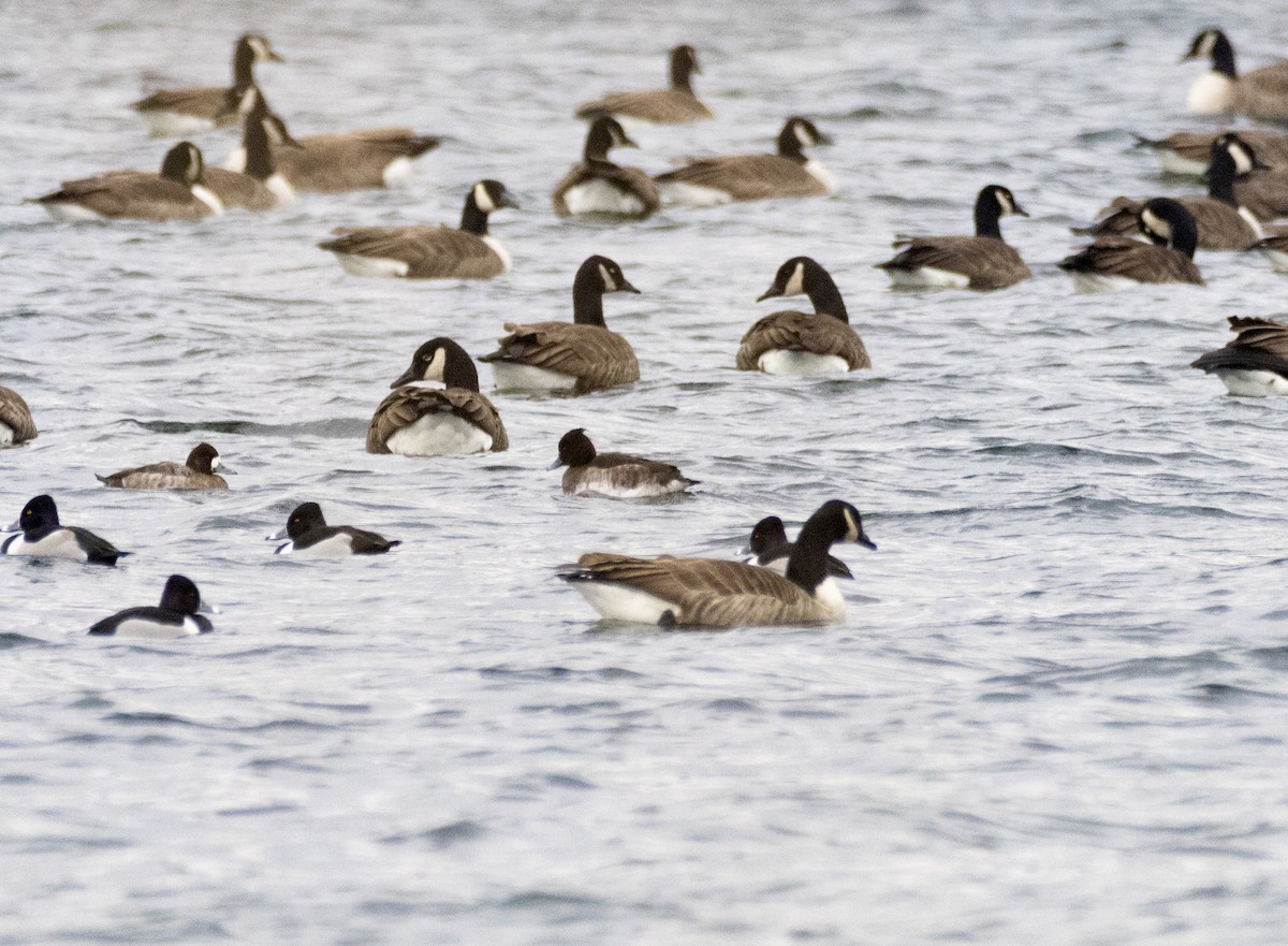Tufted Duck - ML649418559