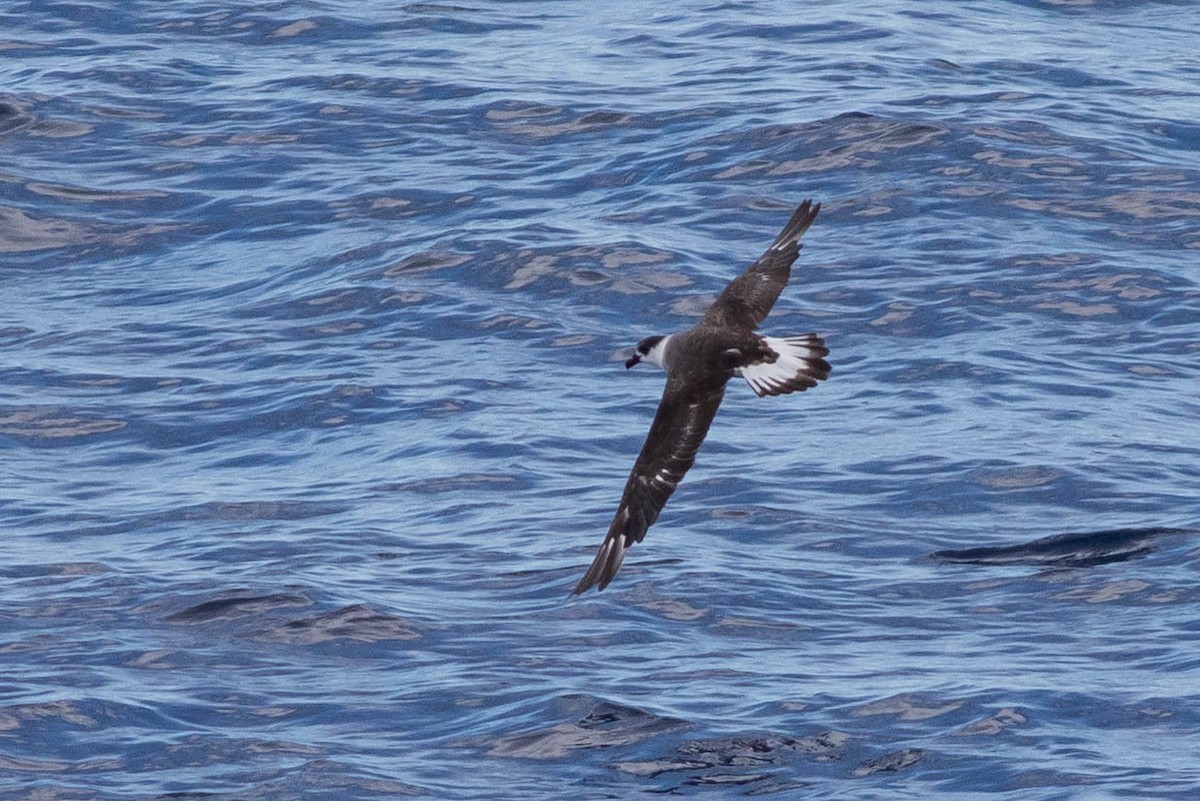 Black-capped Petrel - ML649418725