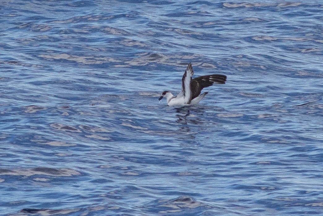 Black-capped Petrel - ML649418729