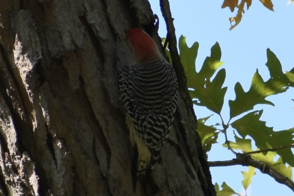 Гіла каролінська - ML649418954