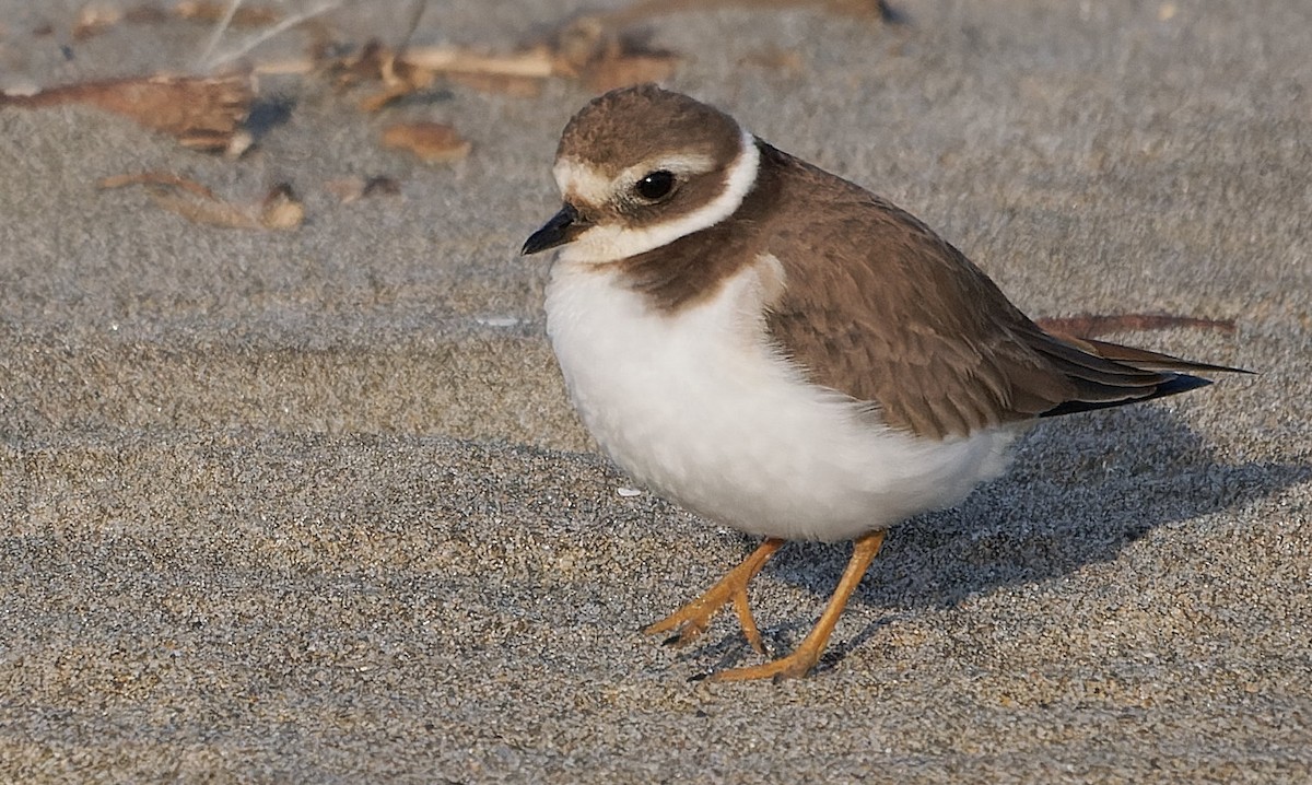 ML649419105 - Common Ringed Plover - Macaulay Library