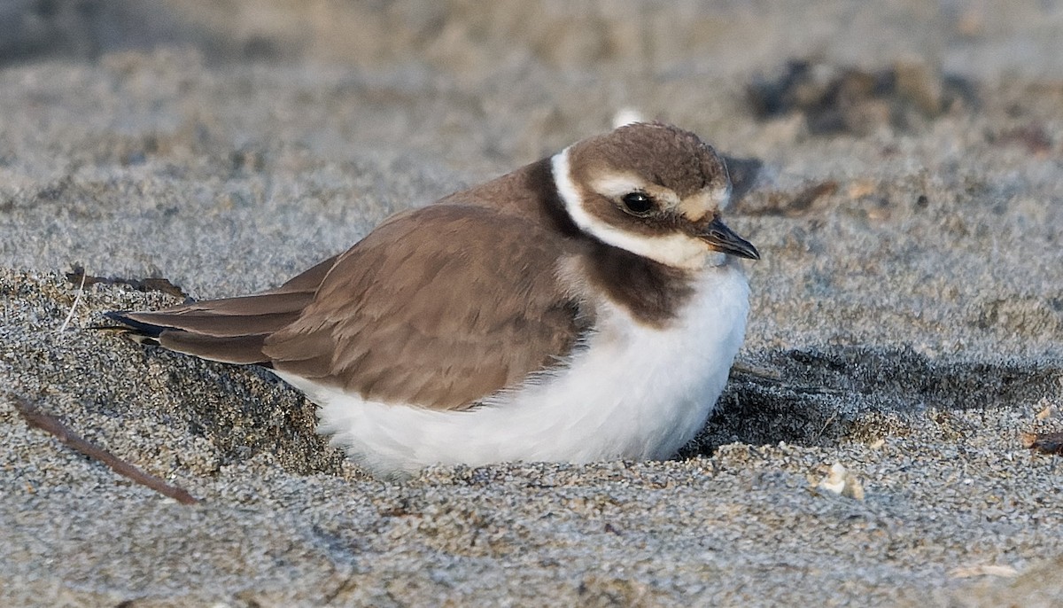 ML649419106 - Common Ringed Plover - Macaulay Library