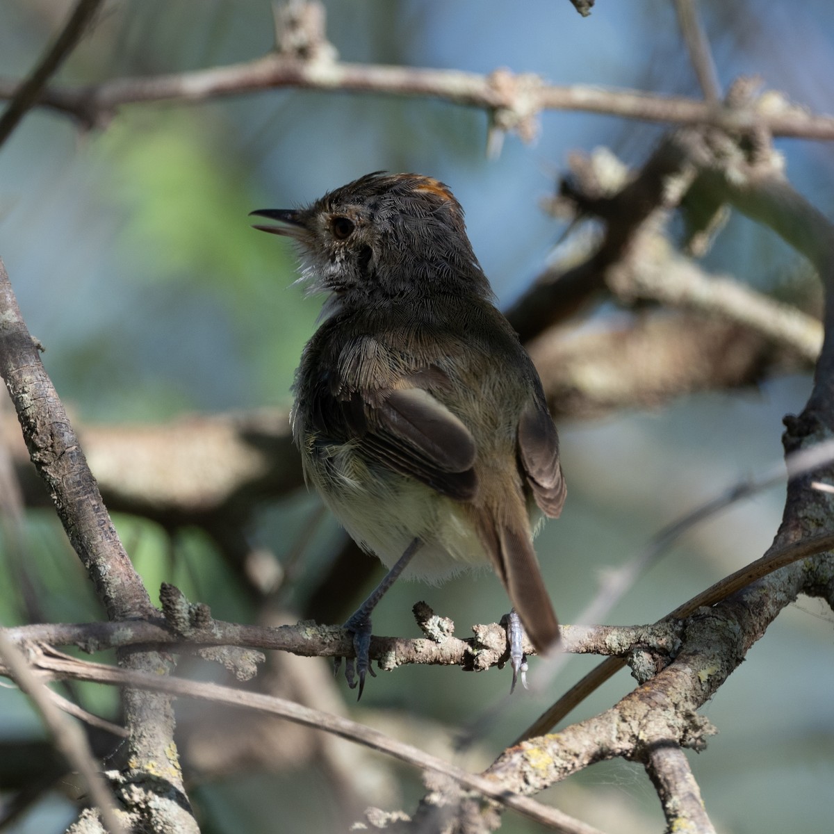 Fulvous-crowned Scrub-Tyrant - ML649419237