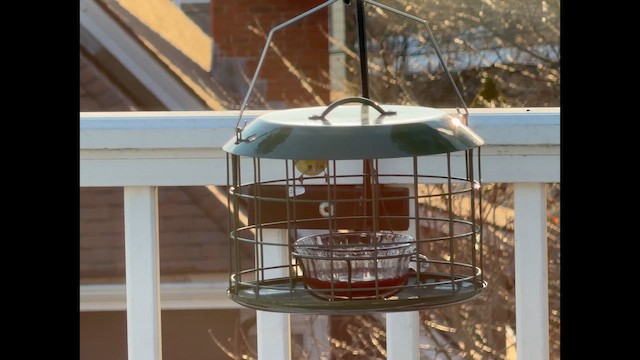 Orange-crowned Warbler - ML649419249