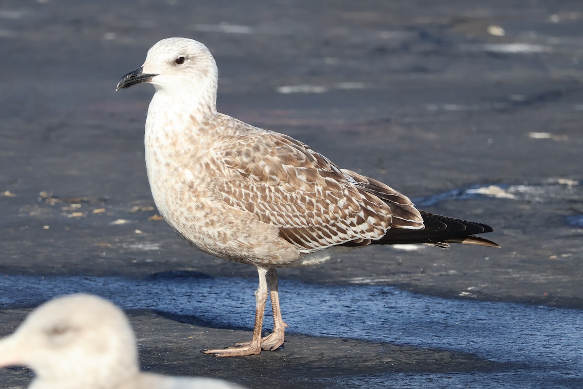 カモメ亜科 - ML649419475