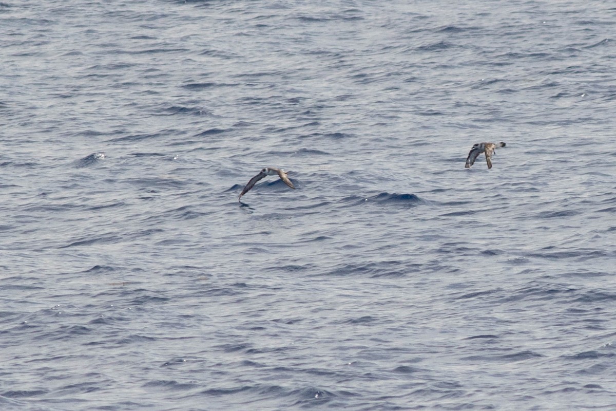 Black-capped Petrel - ML649419677