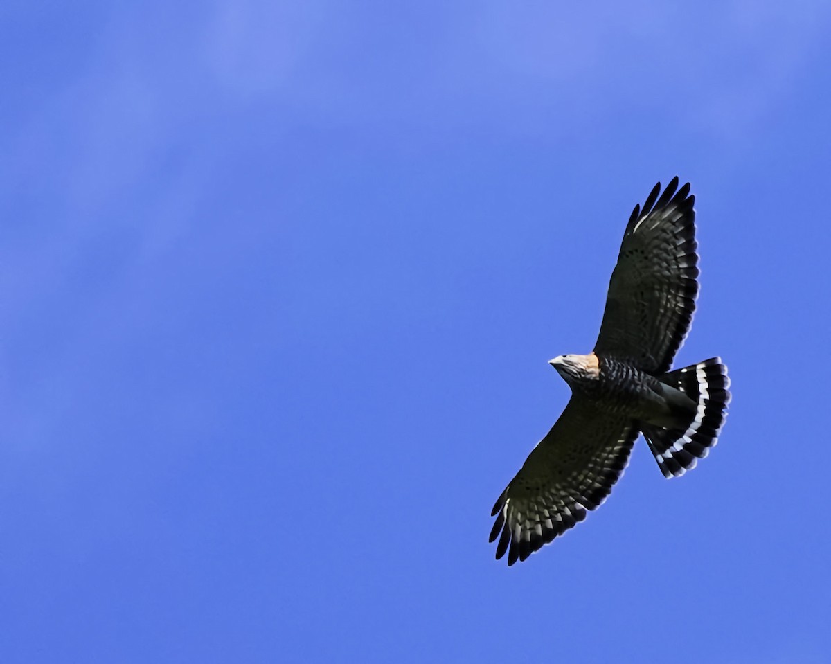 Busardo Aliancho - ML649420112