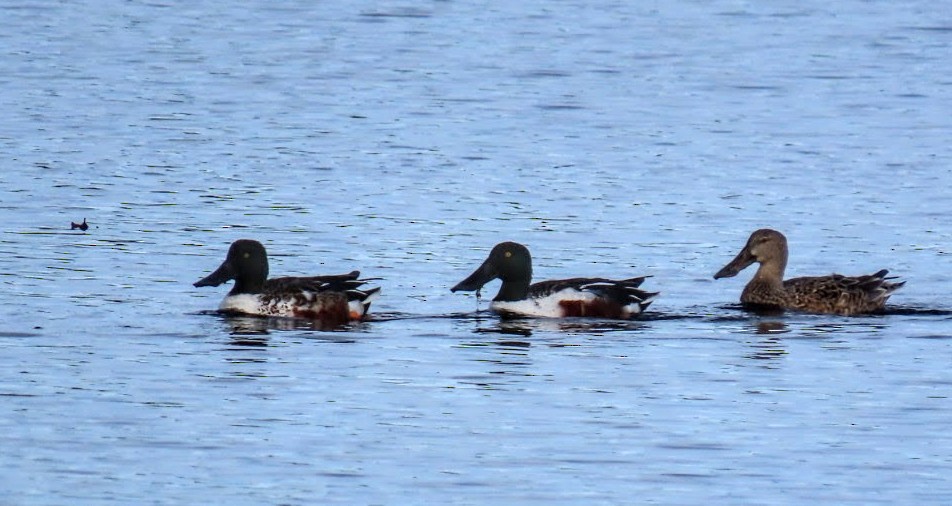 Широконоска - ML649420291