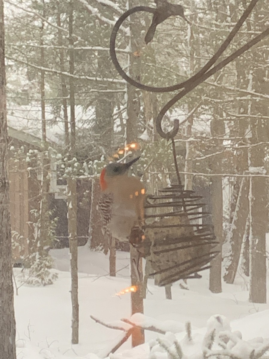 Гіла каролінська - ML649420320