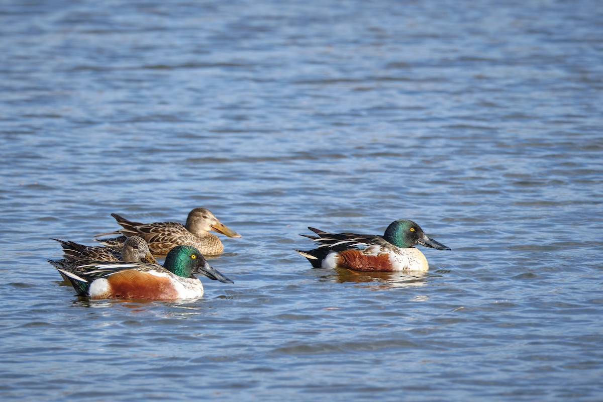 Широконоска - ML649420449