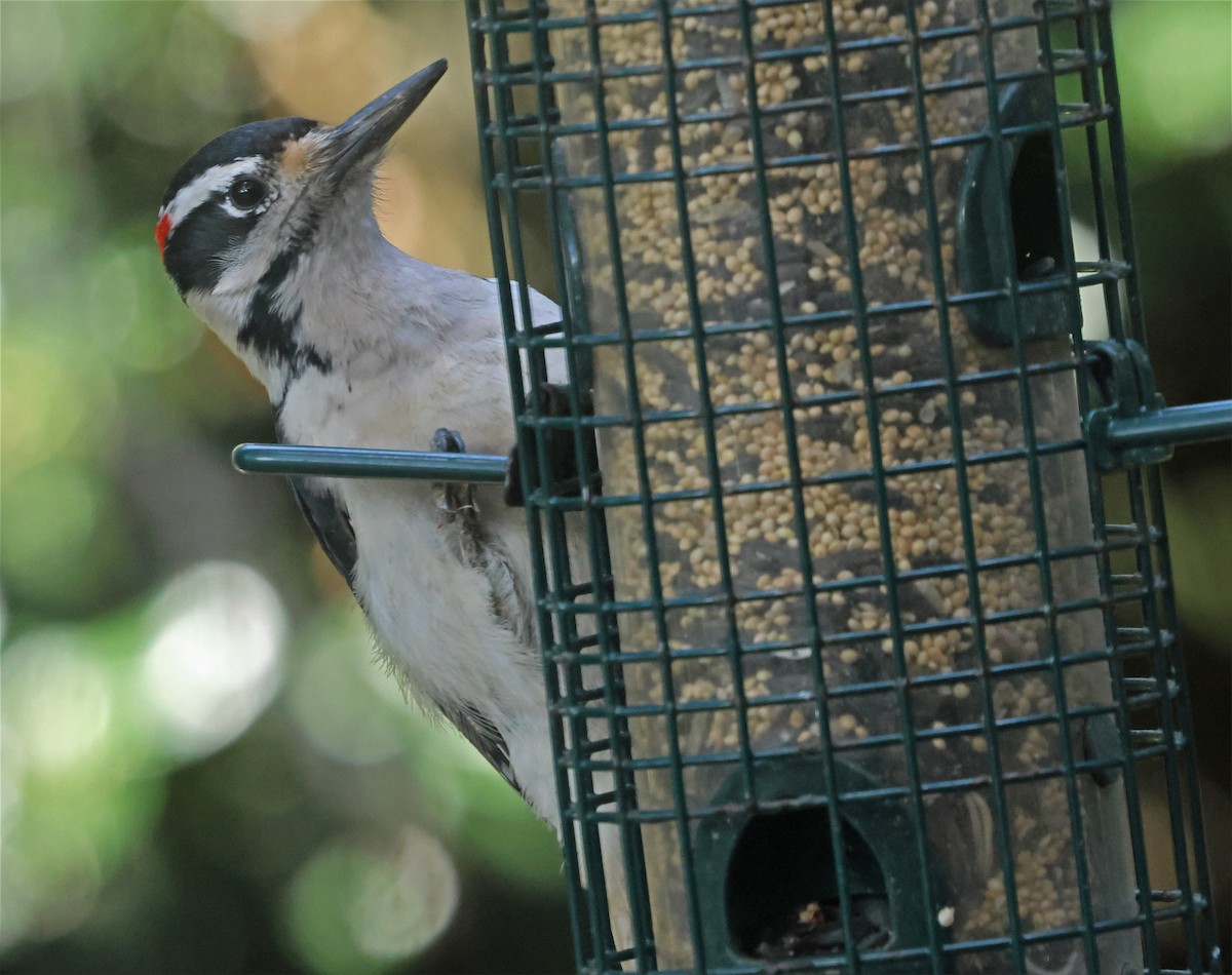 Hairy Woodpecker (Pacific) - ML649420646