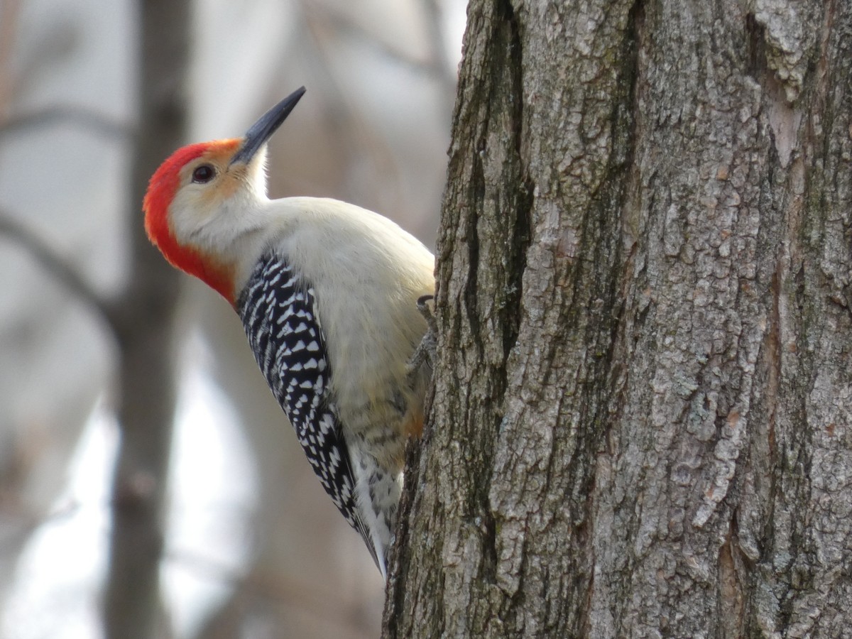 Гіла каролінська - ML649420684