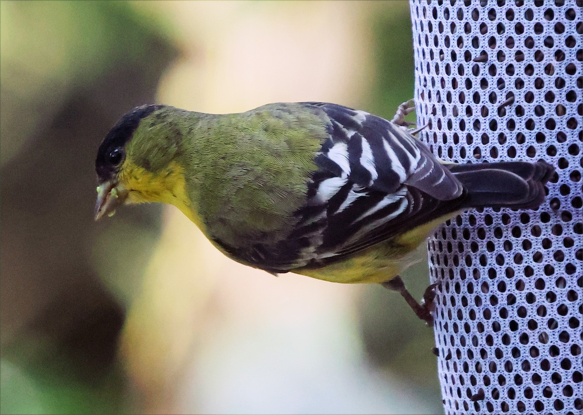 Lesser Goldfinch - ML649420686