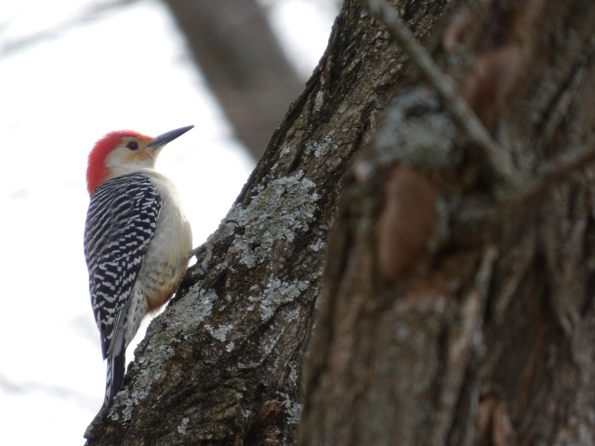 Гіла каролінська - ML649420688