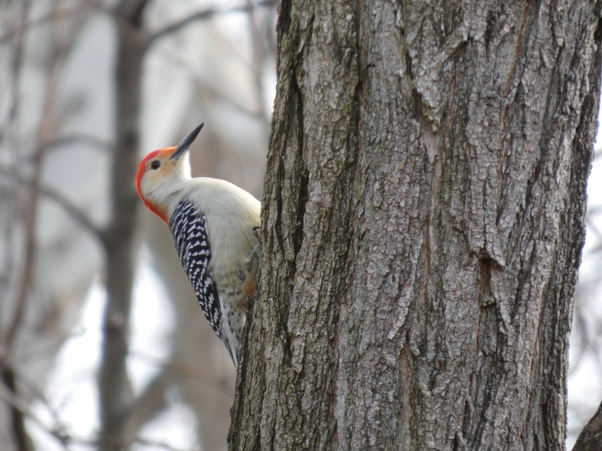 Гіла каролінська - ML649420689