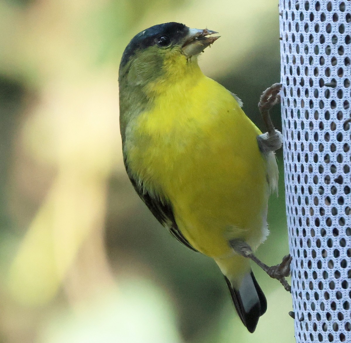 Lesser Goldfinch - ML649420692