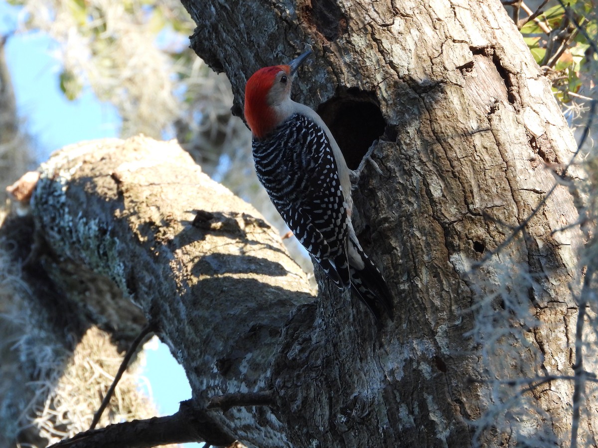 Гіла каролінська - ML649421177