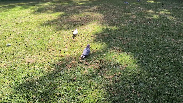 גלאה - ML649421235