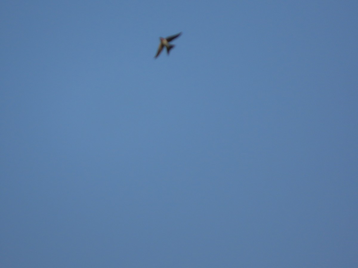 Ластівка сільська - ML649421254