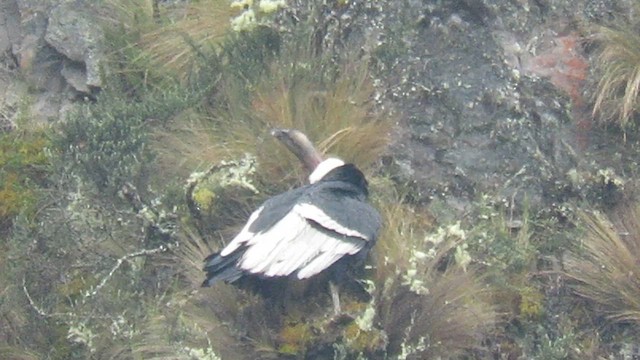 Andenkondor - ML649421269