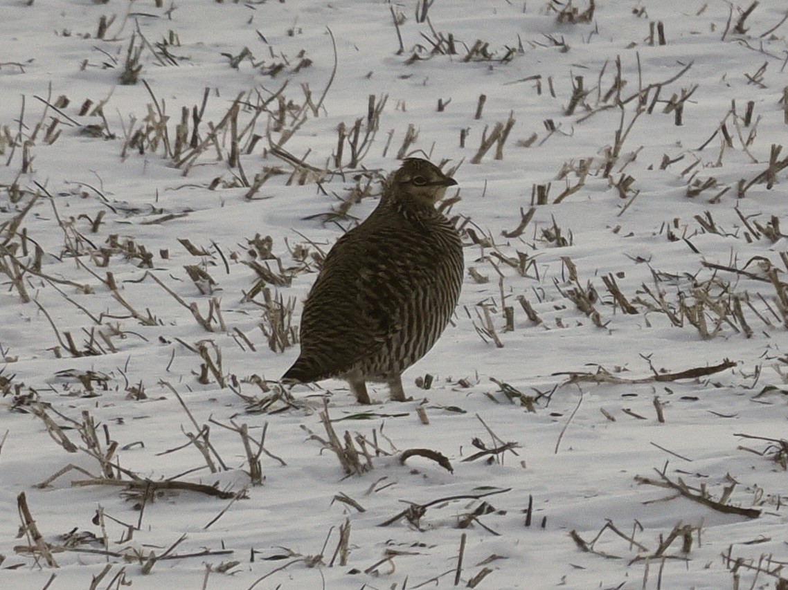 Greater Prairie-Chicken - ML649421280