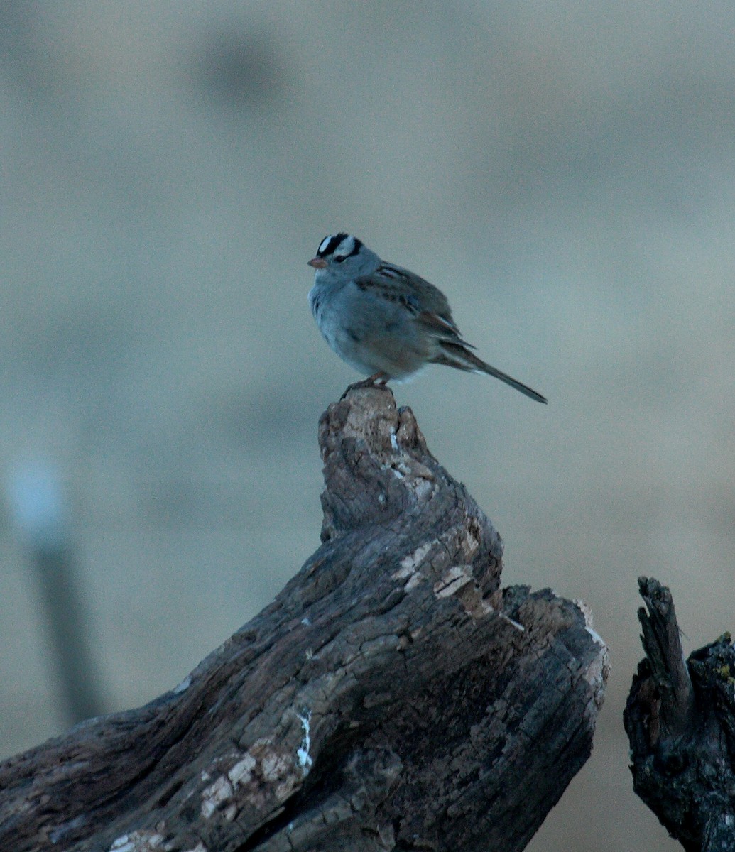 White-crowned Sparrow - ML649421291