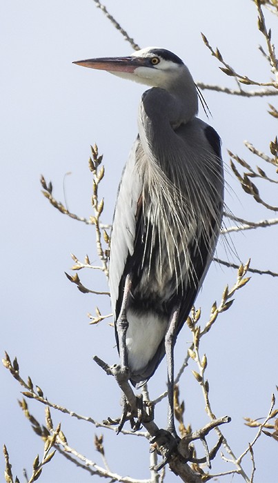 Garza Azulada - ML64942131