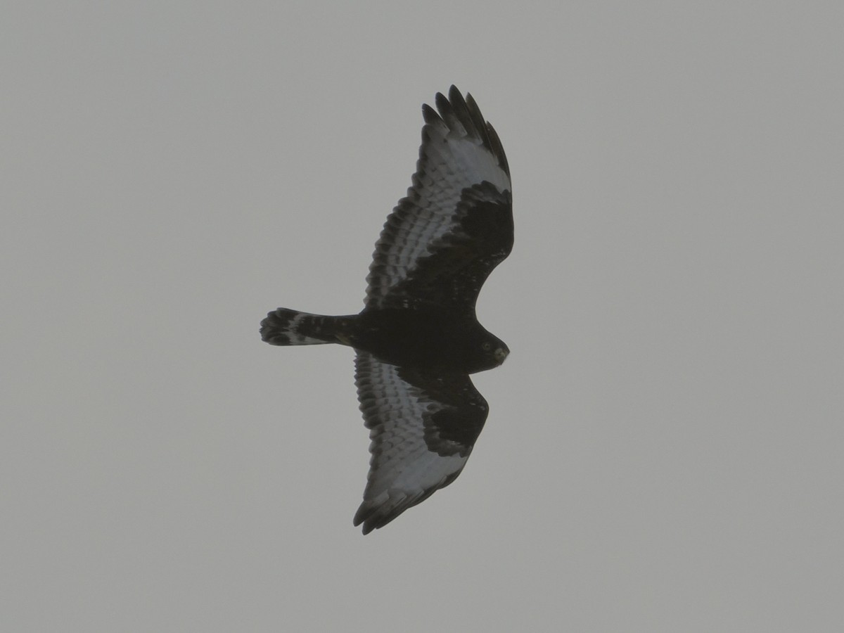 Rough-legged Hawk - ML649421348