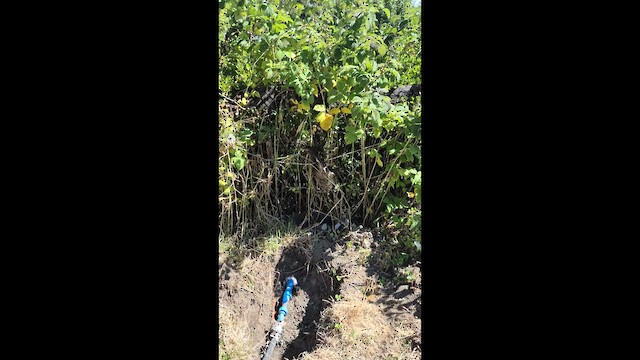 אנפת לילה - ML649421358