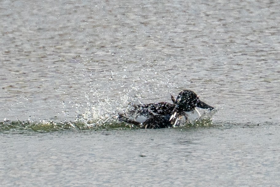 Широконоска - ML649421366