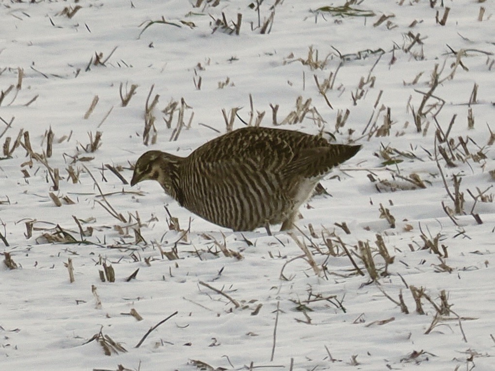 Greater Prairie-Chicken - ML649421435