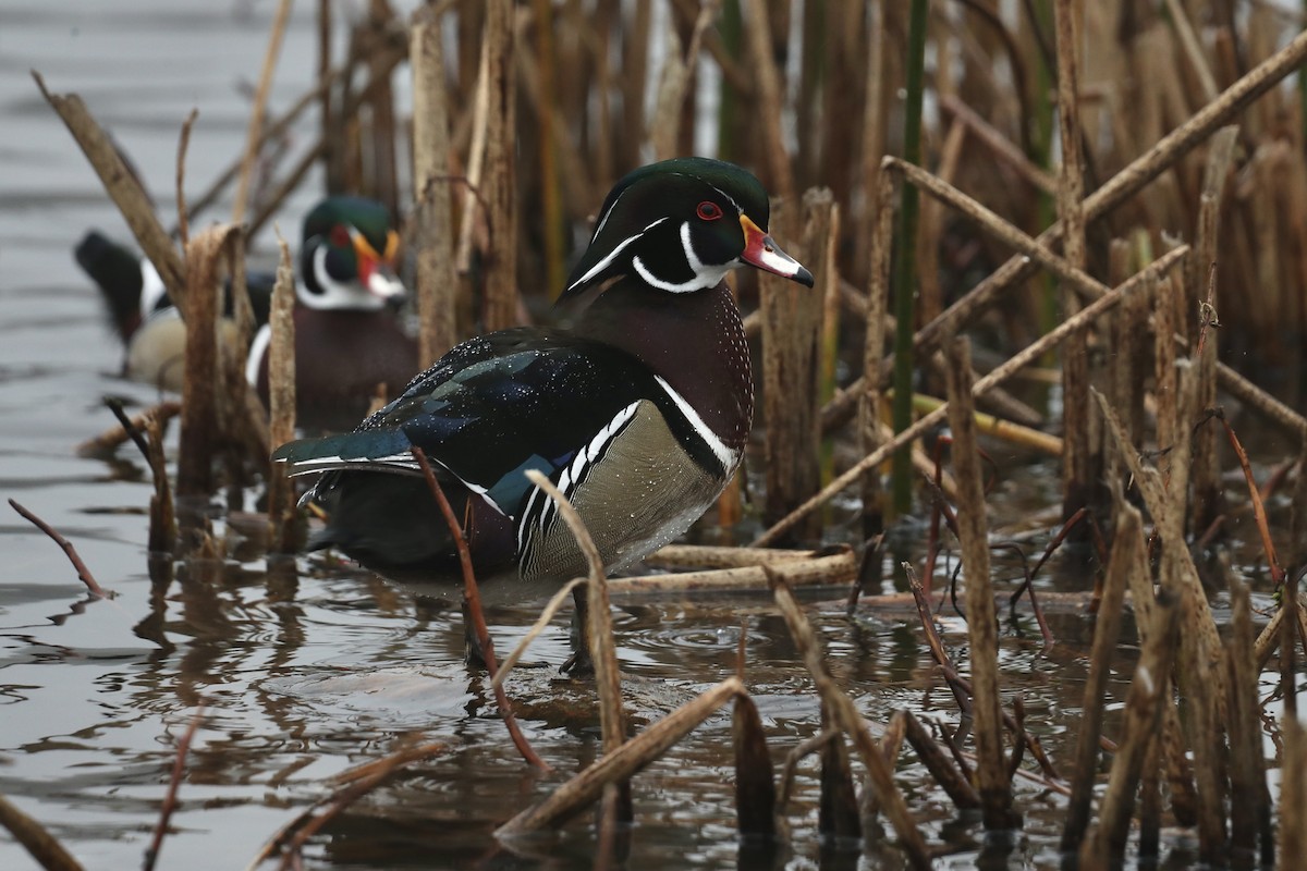 Wood Duck - ML649421721
