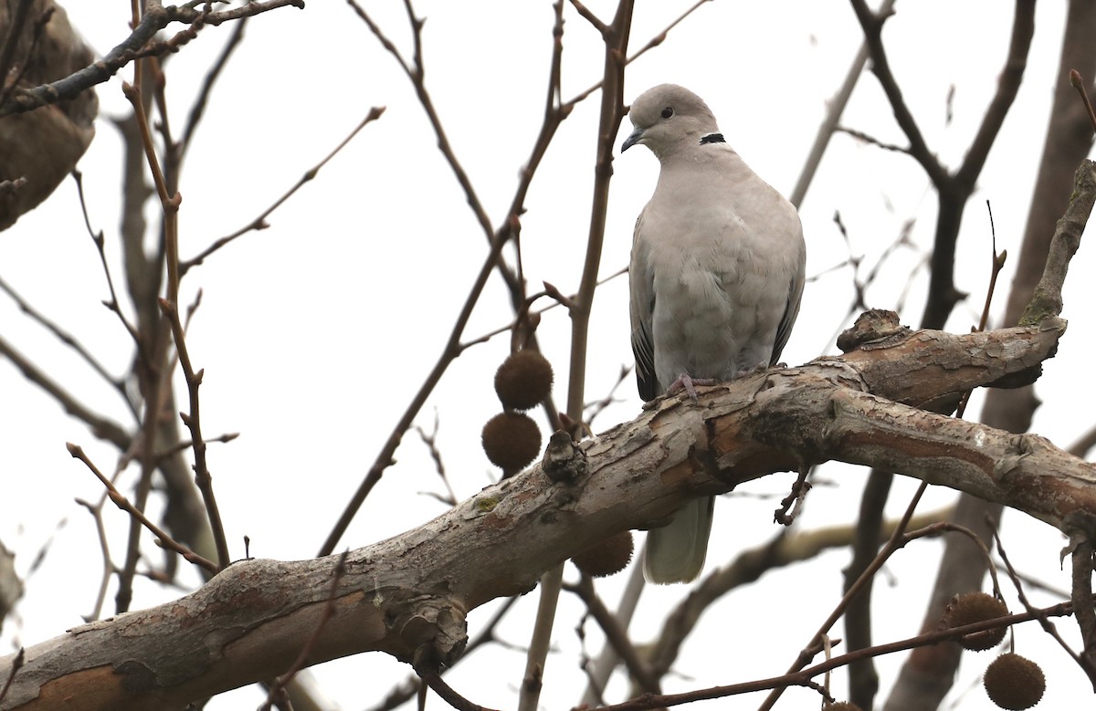 Eurasian Collared-Dove - ML649421723