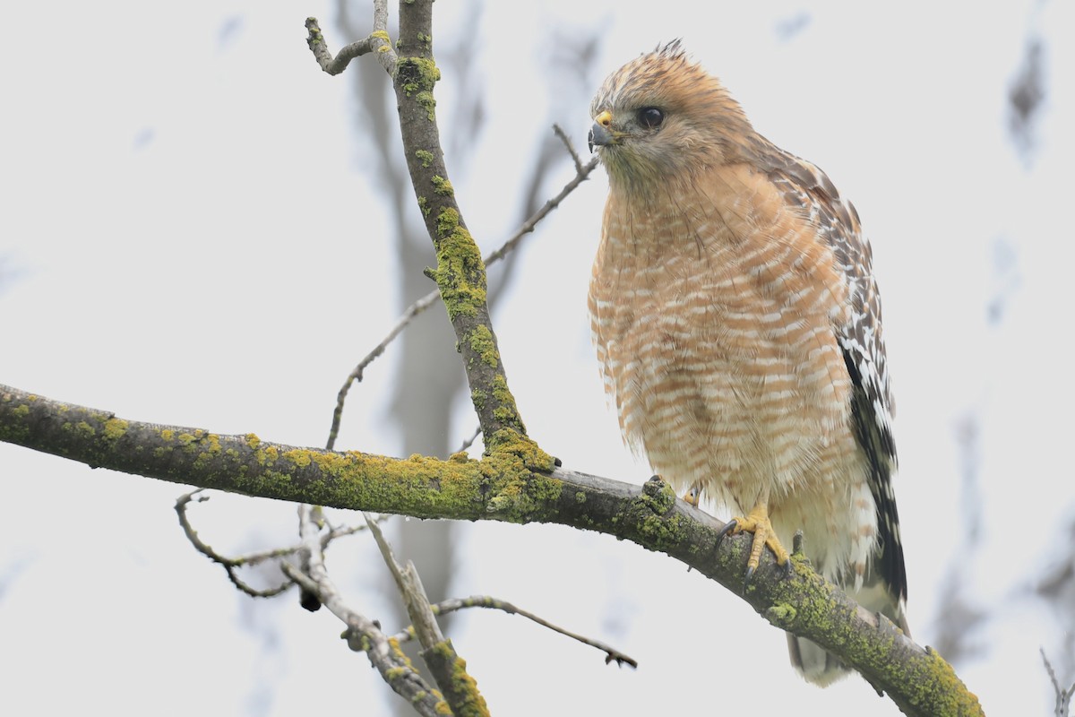 Red-shouldered Hawk (elegans) - ML649421734