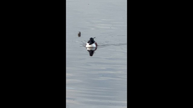 Northern Shoveler - ML649421741