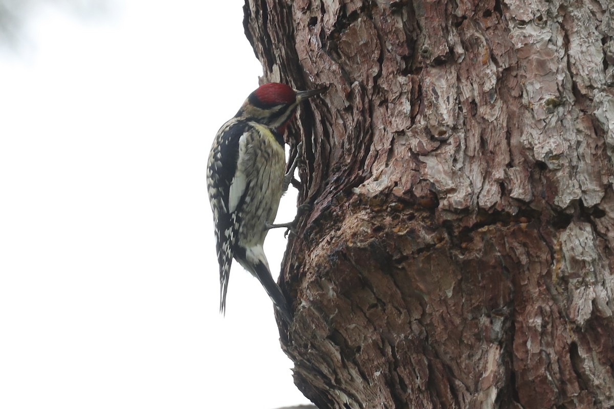 Red-naped Sapsucker - ML649421743