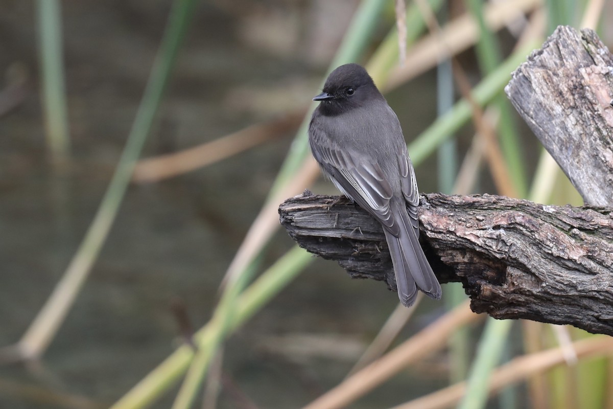Black Phoebe - ML649421751