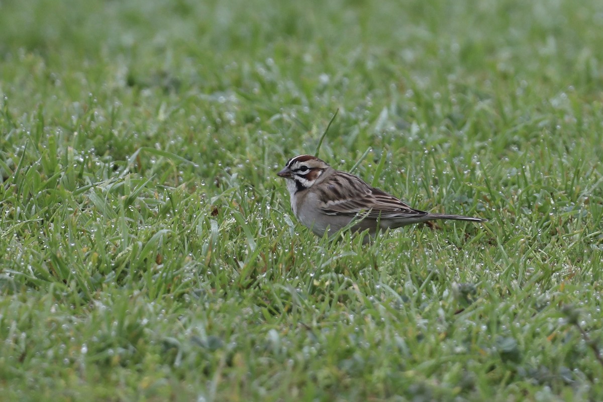 Lark Sparrow - ML649421779